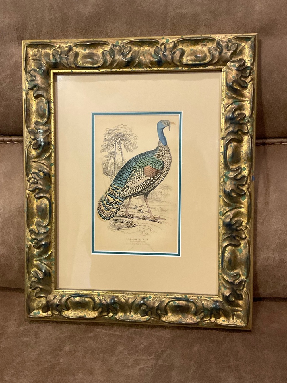 Vintage Meleagkis Ocellata Turkey Custom Framed Print